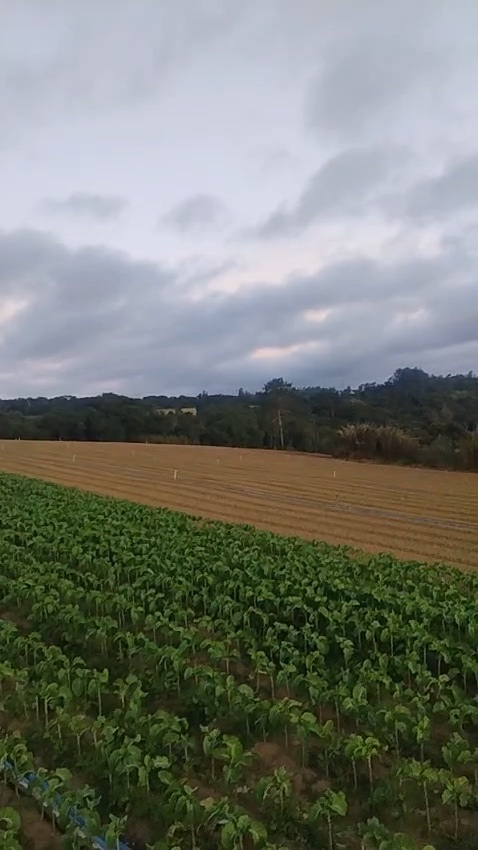 Green crops on the property with prepared field beyond