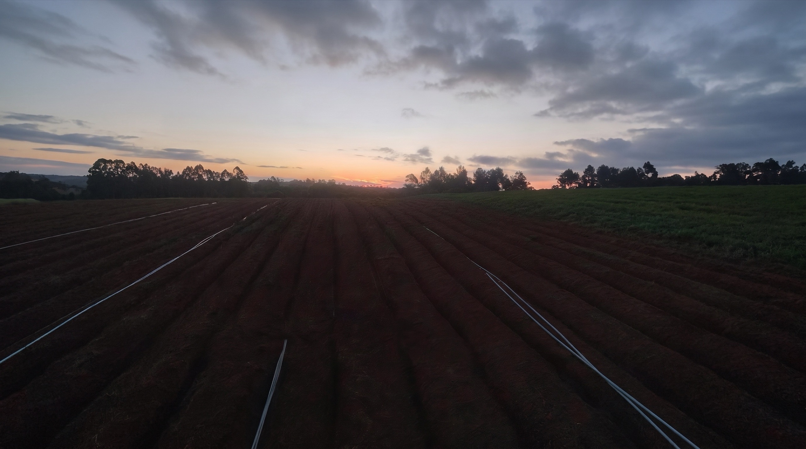 The Ibiúna property at dusk: tilled earth in the foreground, forest beyond